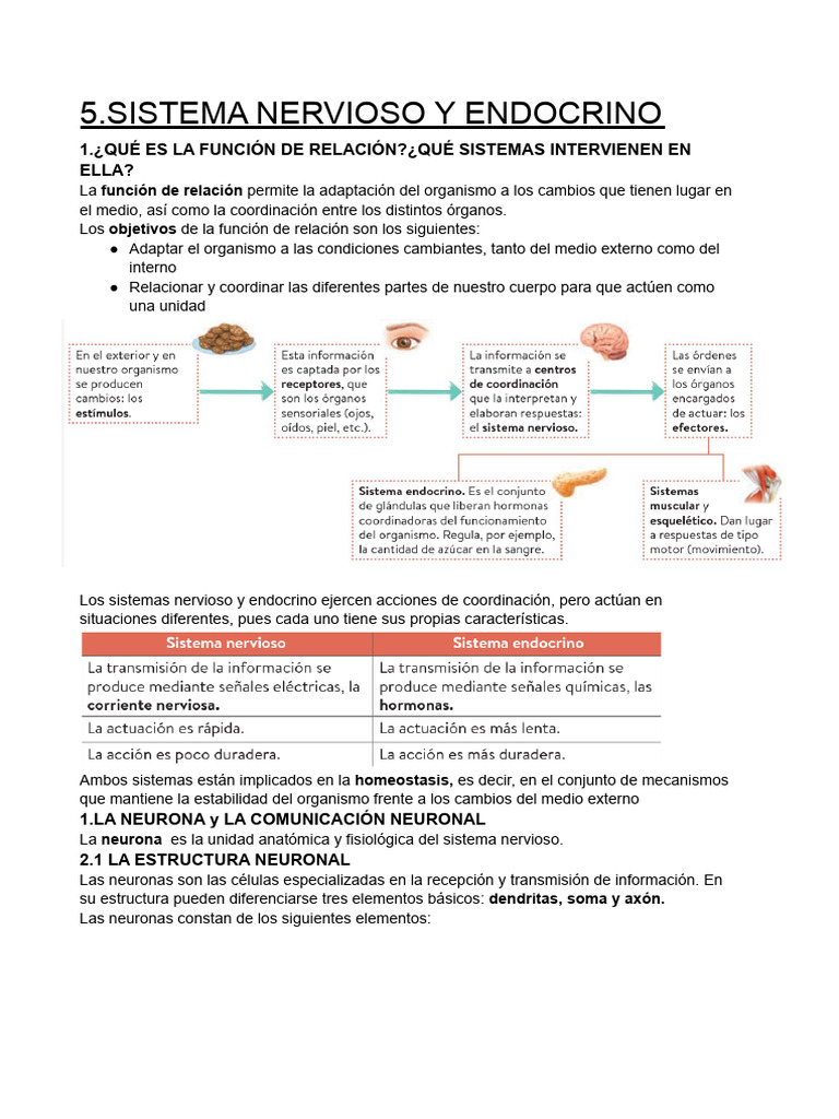 Función y Estructura del Sistema Nervioso y Endocrino | PDF | Cerebro ...