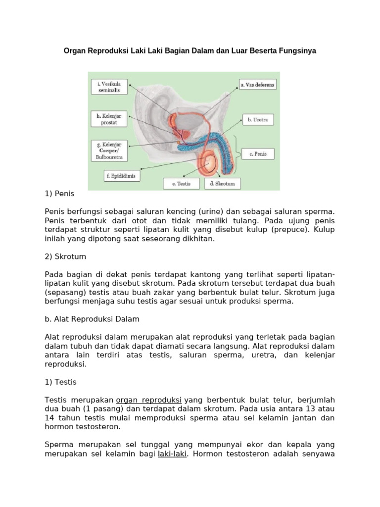 Organ Reproduksi Laki Laki Bagian Dalam Dan Luar Beserta Fungsinya | PDF