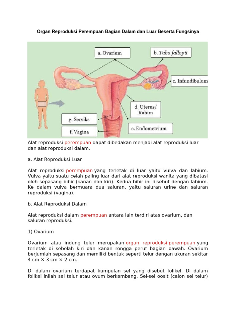 Organ Reproduksi Perempuan Bagian Dalam Dan Luar Beserta Fungsinya | PDF