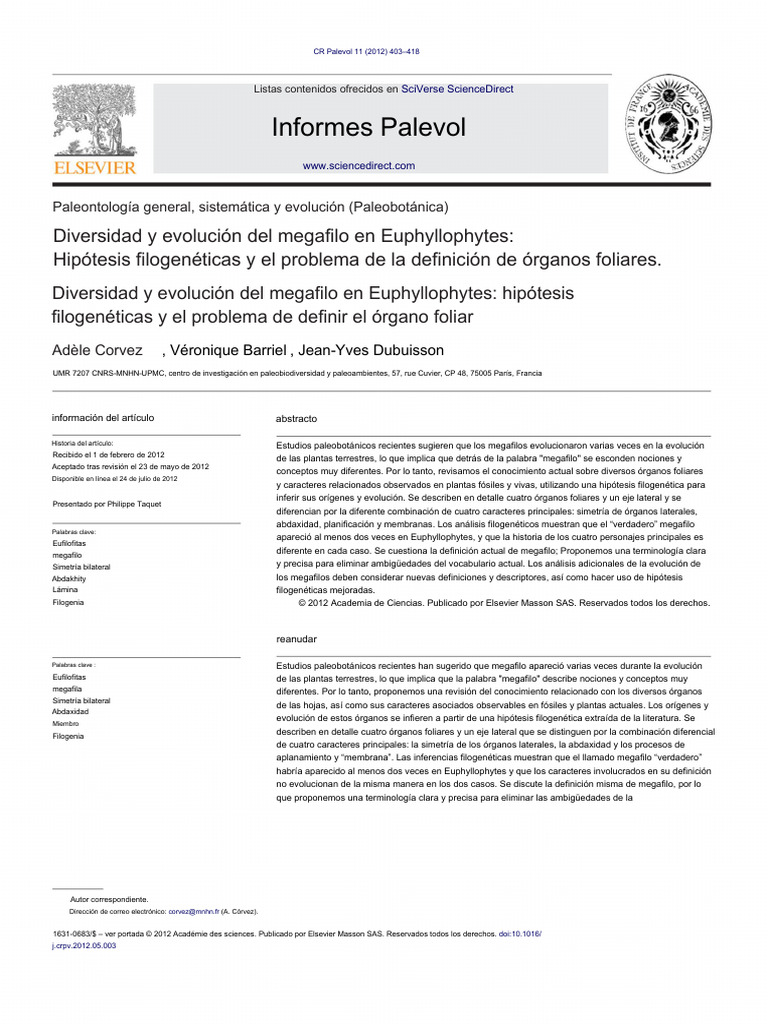 Evolución del megafilo en Euphyllophytes | PDF | Hoja | Helecho