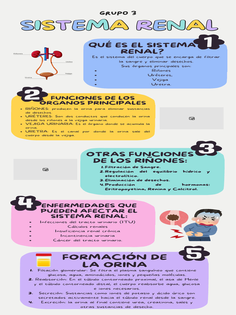 Infografía Sistema Renal | PDF | Riñón | Orina