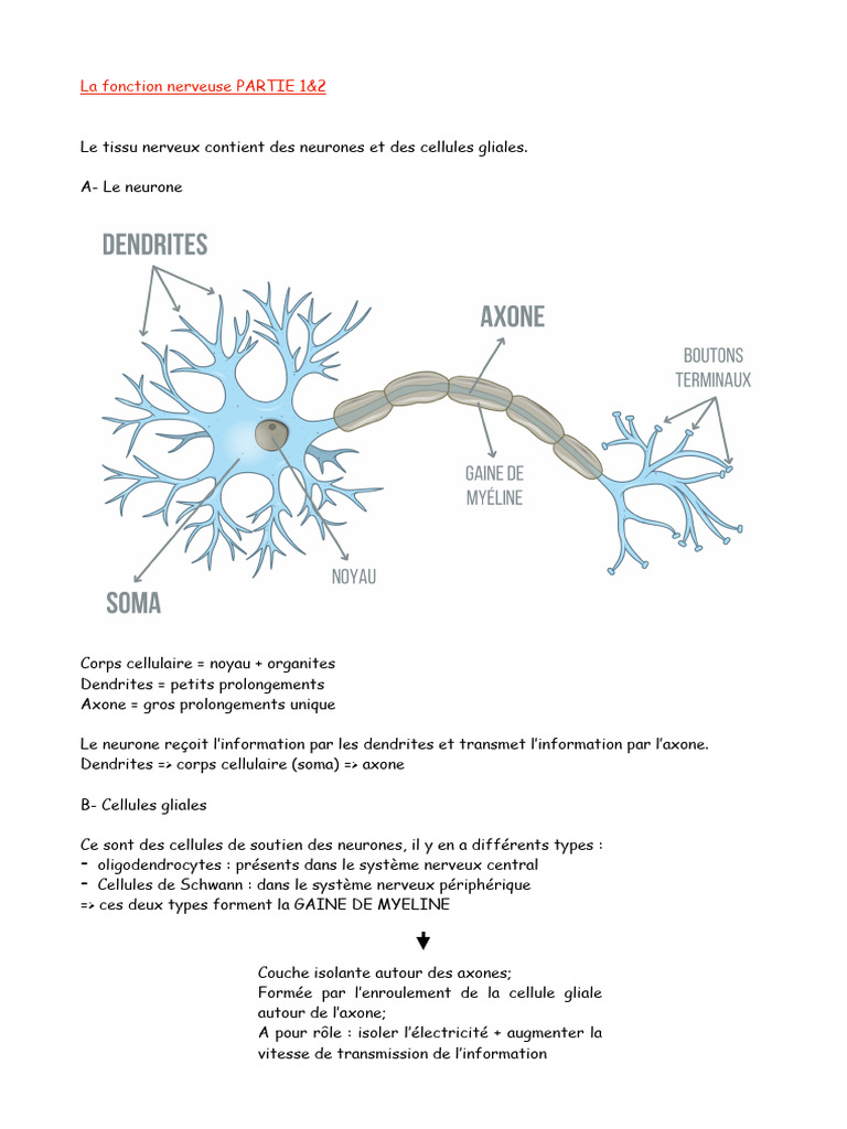 Fonction nerveuse et structure neuronale | PDF | Système nerveux ...