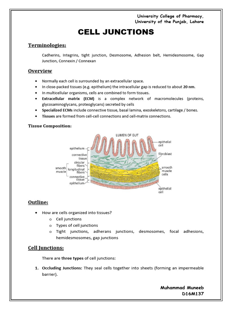 Understanding Cell Junctions in Tissues | PDF | Extracellular Matrix ...