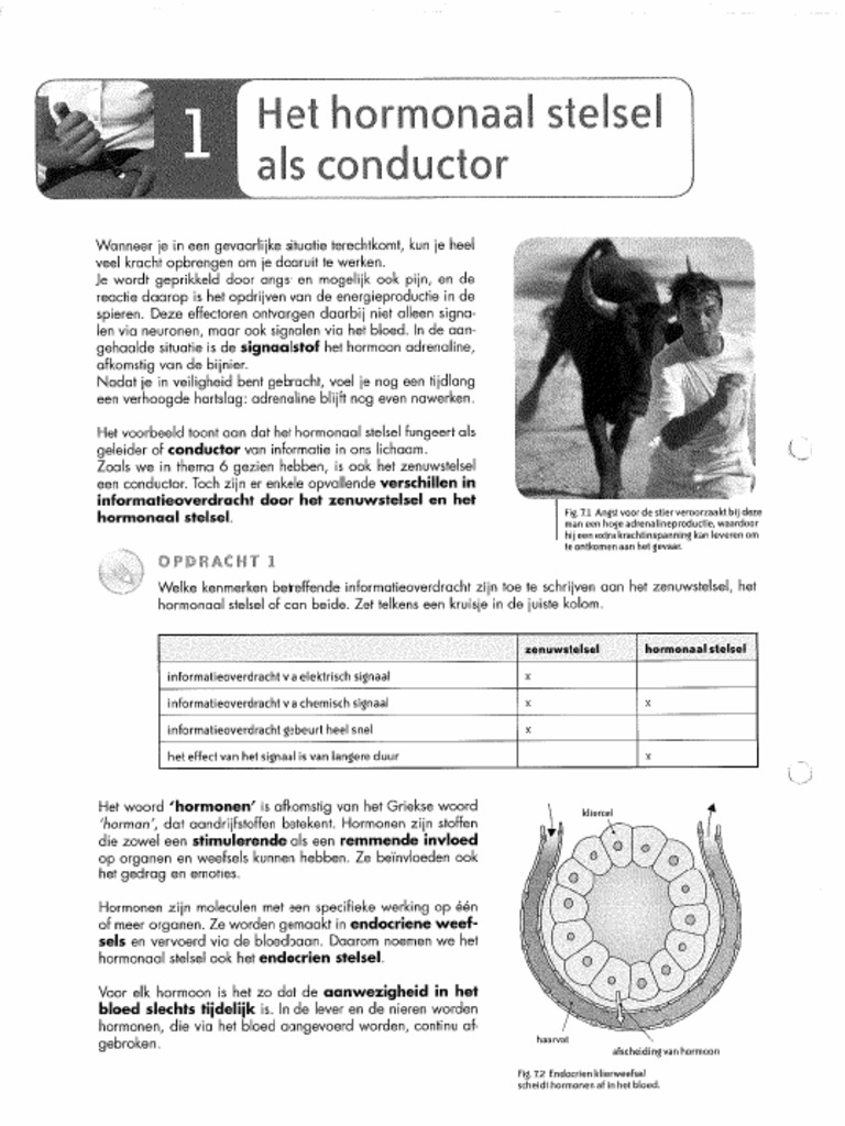Biogenie3 Thema7 Hormonaal Stelsel Ingevuld | PDF