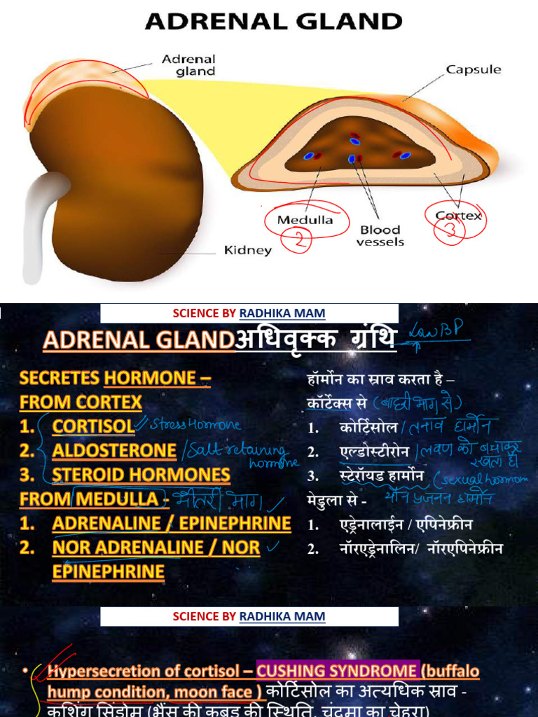 Endocrine system visual data 6