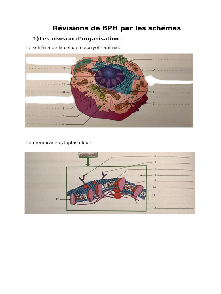 sch-mas-biologie-st2s-r-visions-bph-pdf