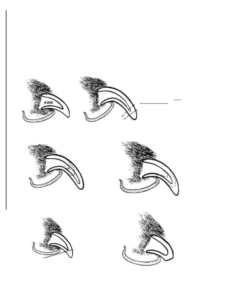 Image showcasing Canine Nail Trimming Techniques | PDF