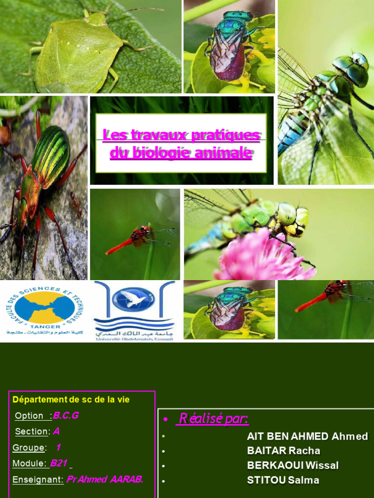 Classification des Insectes et Habitats | PDF | Insectes | Lépidoptères