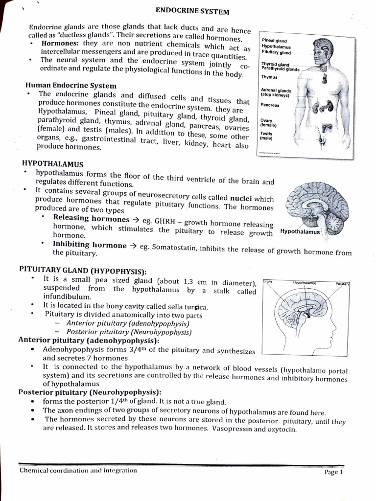 Overview of the Human Endocrine System | PDF | Adrenal Gland ...