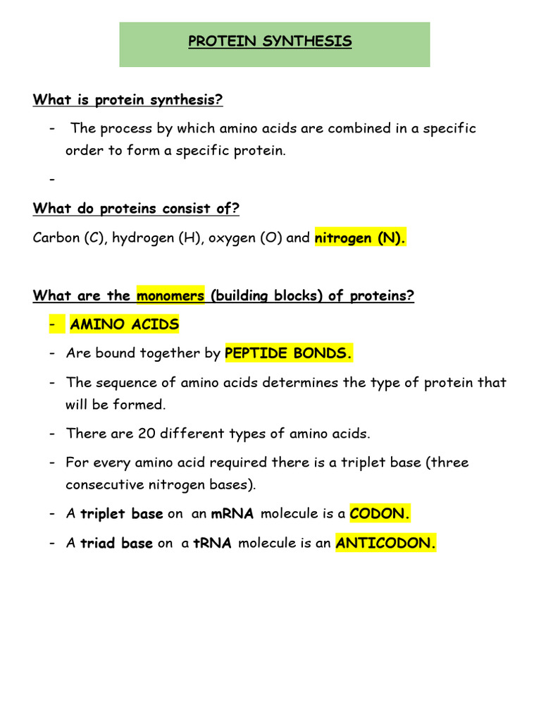Protein Synthesis 2024-1 | PDF