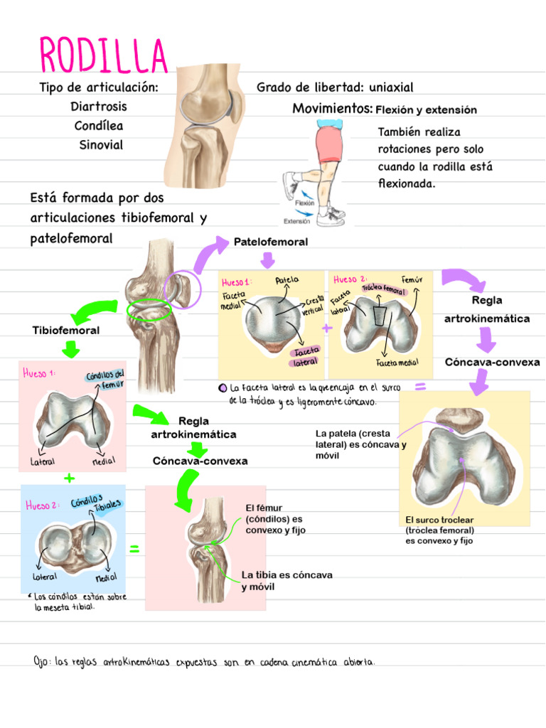 anatom-a-y-movimientos-de-la-rodilla-pdf-rodilla-anatom-a-humana