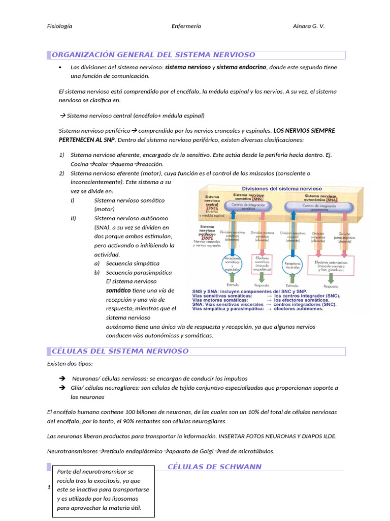 Fisiología del Sistema Nervioso y Neuronas | PDF | Sinapsis | Músculo