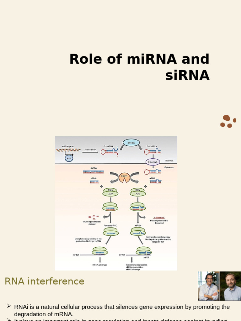 8. RNAi | PDF | Micro Rna | Rna Interference