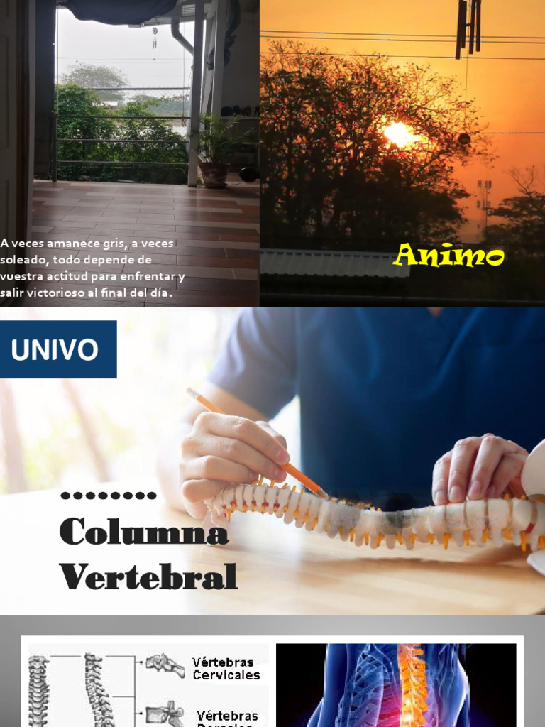 Anatomía y Funciones de la Columna Vertebral | PDF | La columna ...