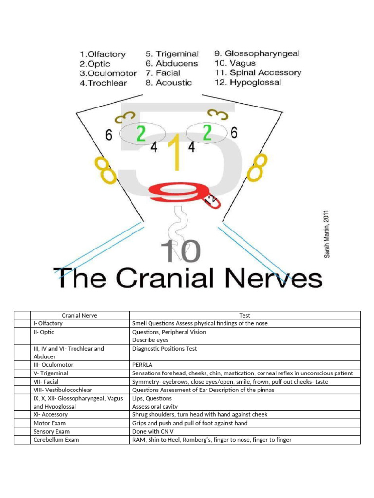 Cranial Nerve Assessment Guide | PDF