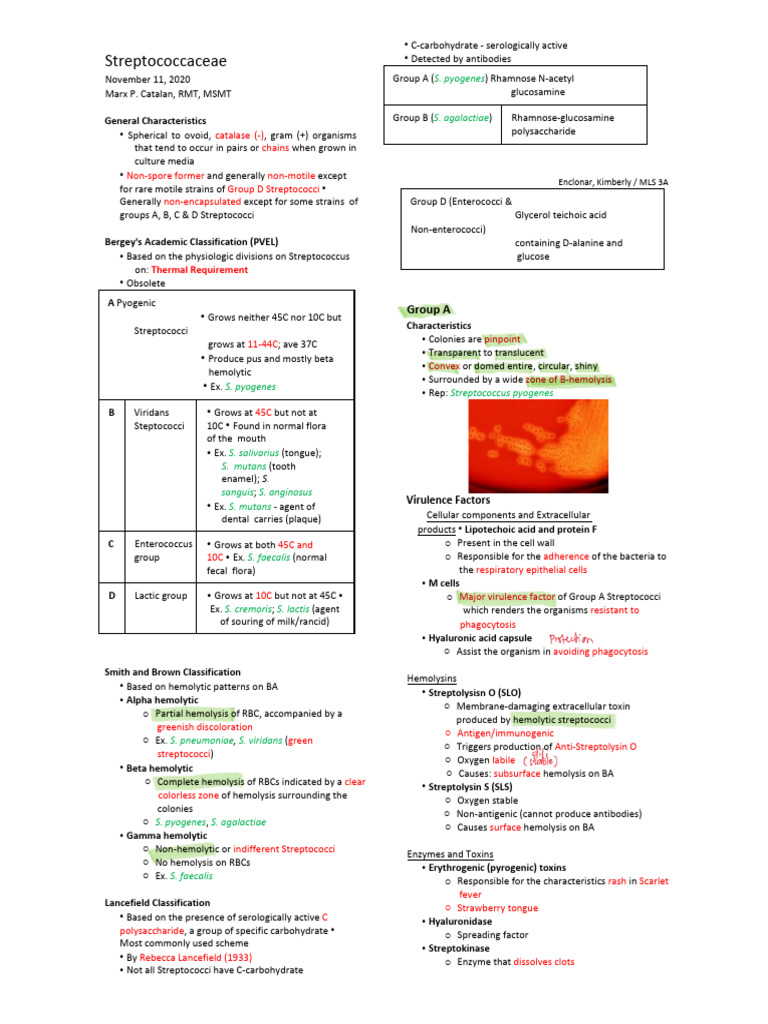 Overview of Streptococcaceae Characteristics | PDF | Streptococcus ...