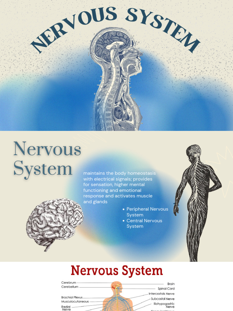Overview of the Nervous System Functions | PDF | Vertebral Column | Neuron