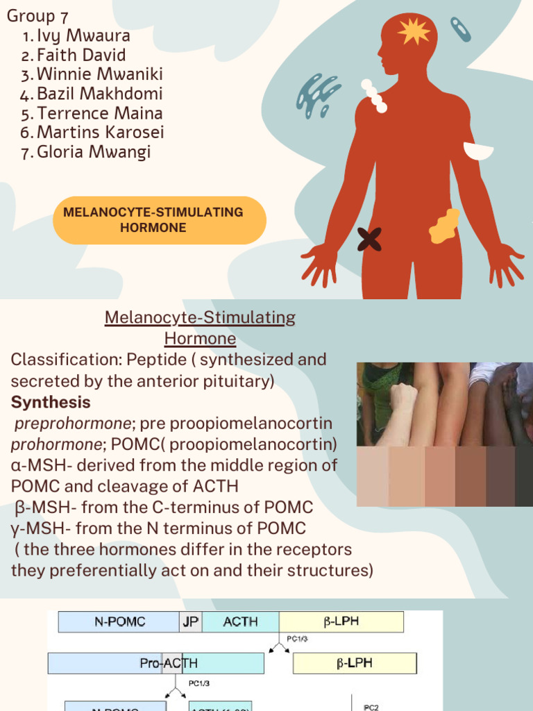 Melanocyte-Stimulating Hormone Overview | PDF | Adrenocorticotropic ...