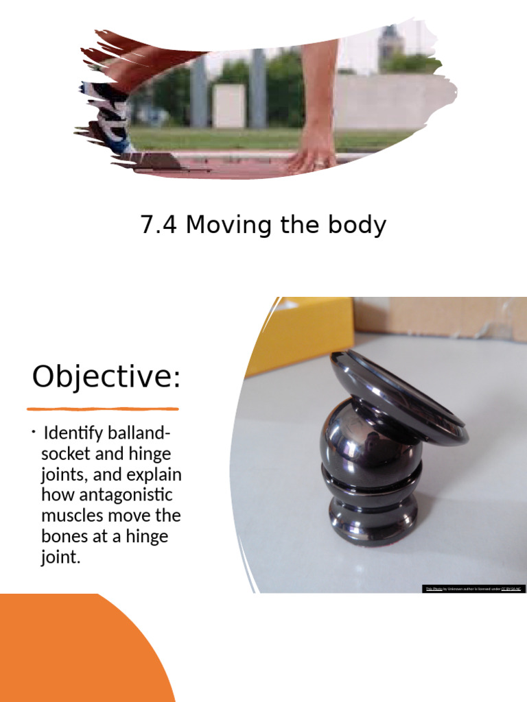 Understanding Joints and Muscle Movement | PDF