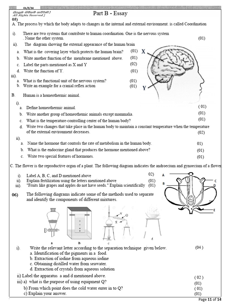 Human Coordination and Homeostasis | PDF | Inductor | Heat Transfer