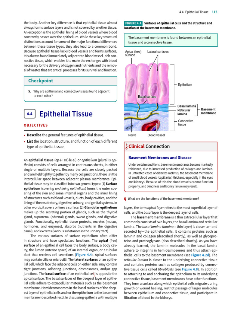 Overview of Epithelial Tissue Functions | PDF | Epithelium | Anatomy