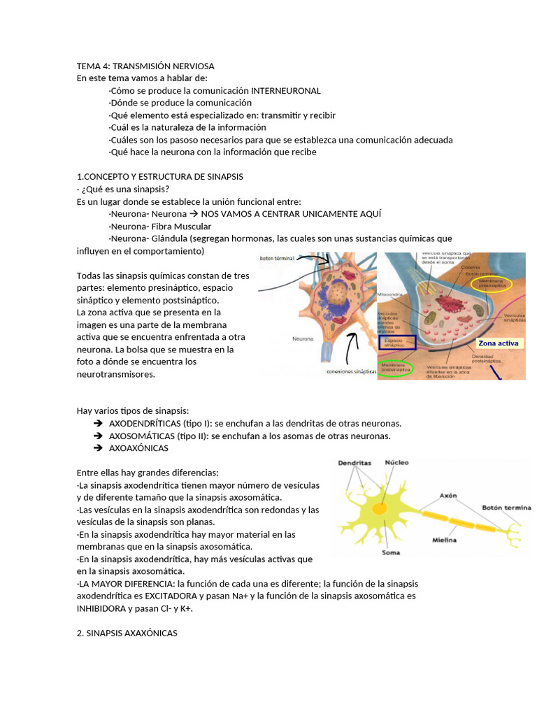 TEMA 4 Redactado | PDF | Sinapsis | Neurotransmisor