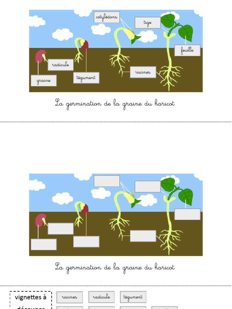 Germination du haricot : radicule et cotylédons | PDF
