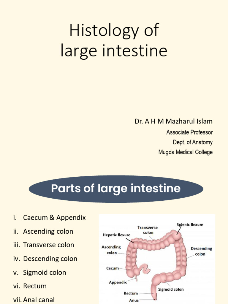 LARGE INTESTINE DISEASES visual data 3