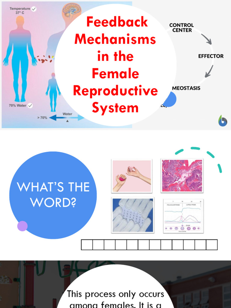 Menstruation and Feedback MEchanism | PDF | Menstrual Cycle ...