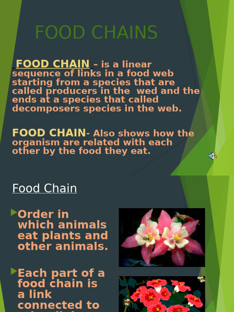 Food Chains | PDF