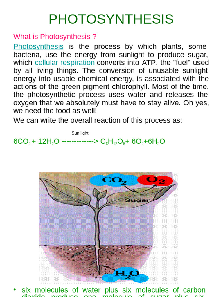 Understanding Photosynthesis Process | PDF | Photosynthesis | Chloroplast