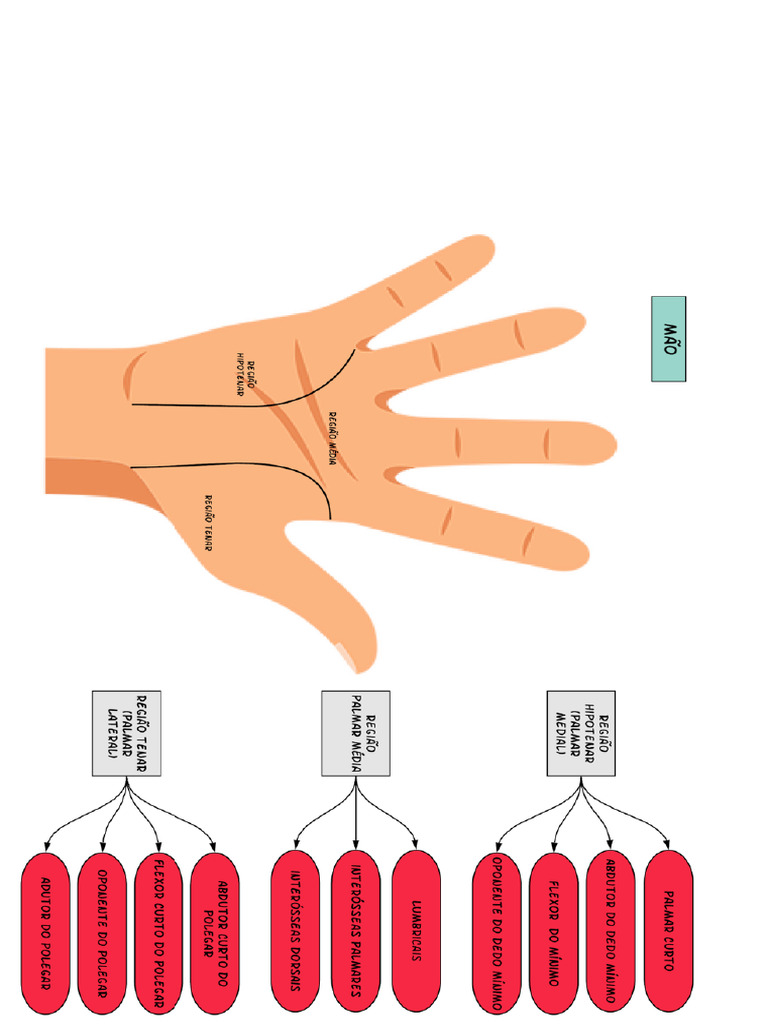 Músculos Da Mão Pdf