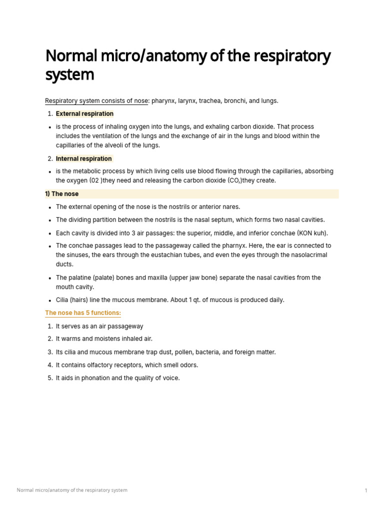 Anatomy of the Respiratory System | PDF | Lung | Respiratory System