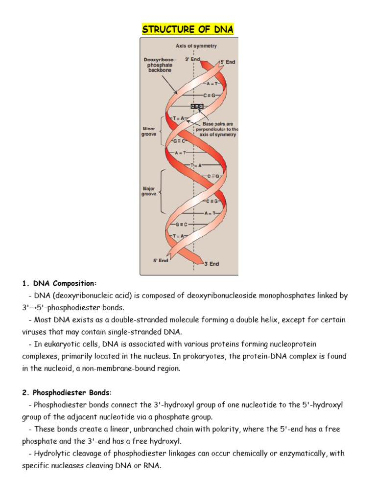 DNA and RNA Structure Overview | PDF | Dna | Rna