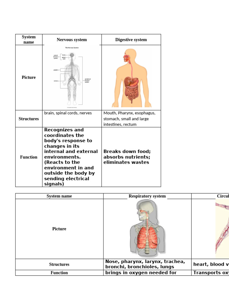 Human Body Systems Graphic Organizer | PDF | Human Body | Anatomy