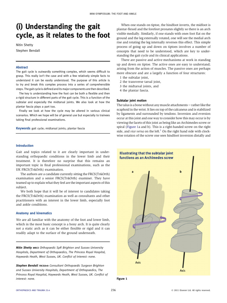 foot-gait | PDF | Foot | Anatomical Terms Of Motion