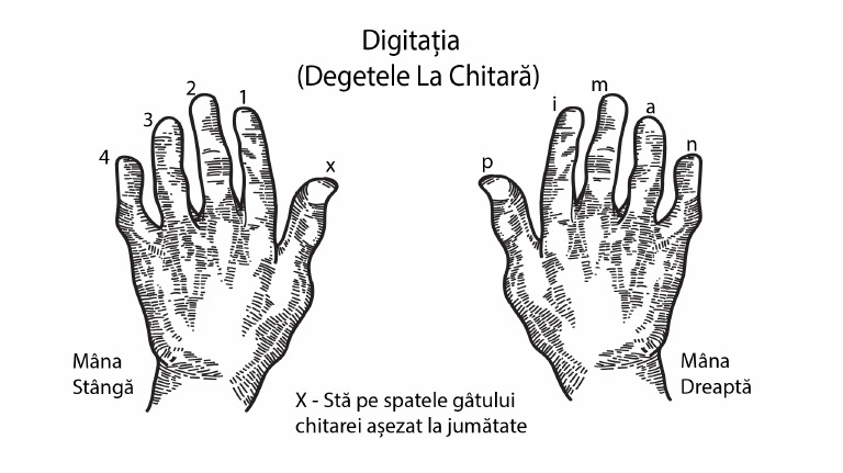 Digitatia 100 | PDF