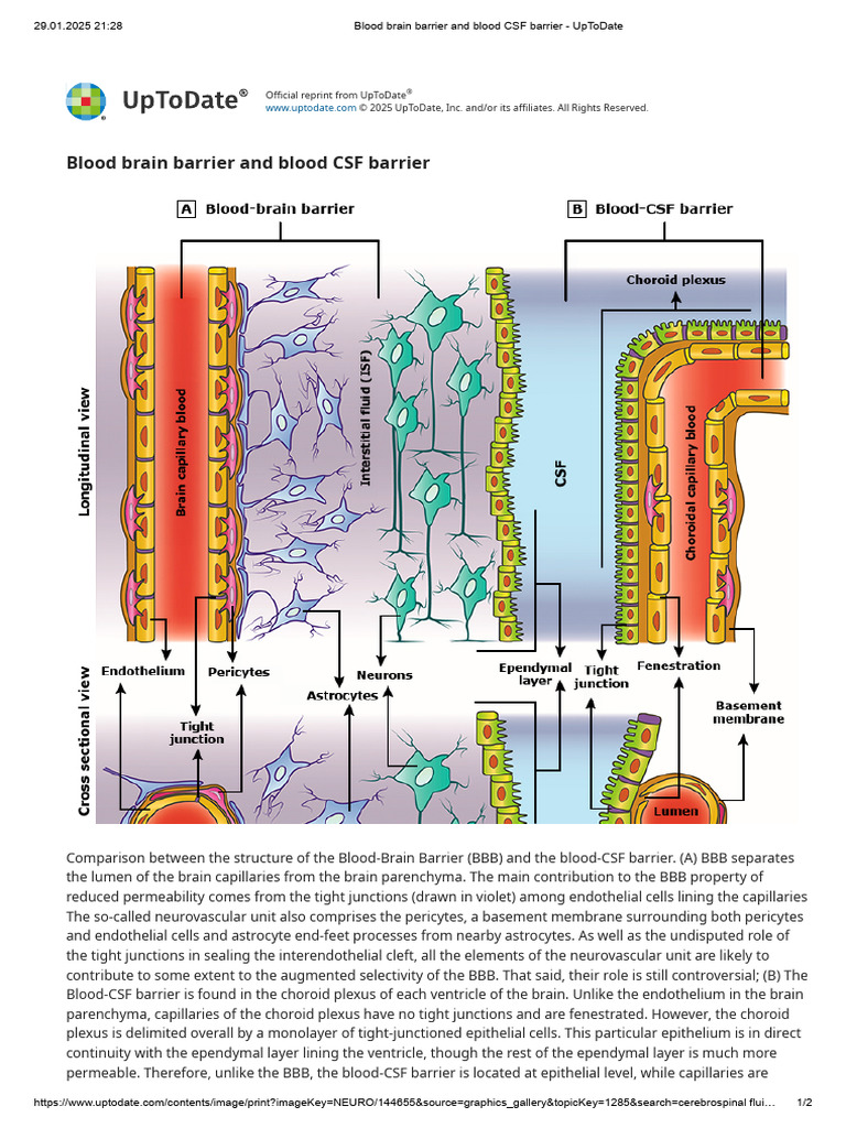 Blood Brain Barrier and Blood CSF Barrier - UpToDate | PDF ...
