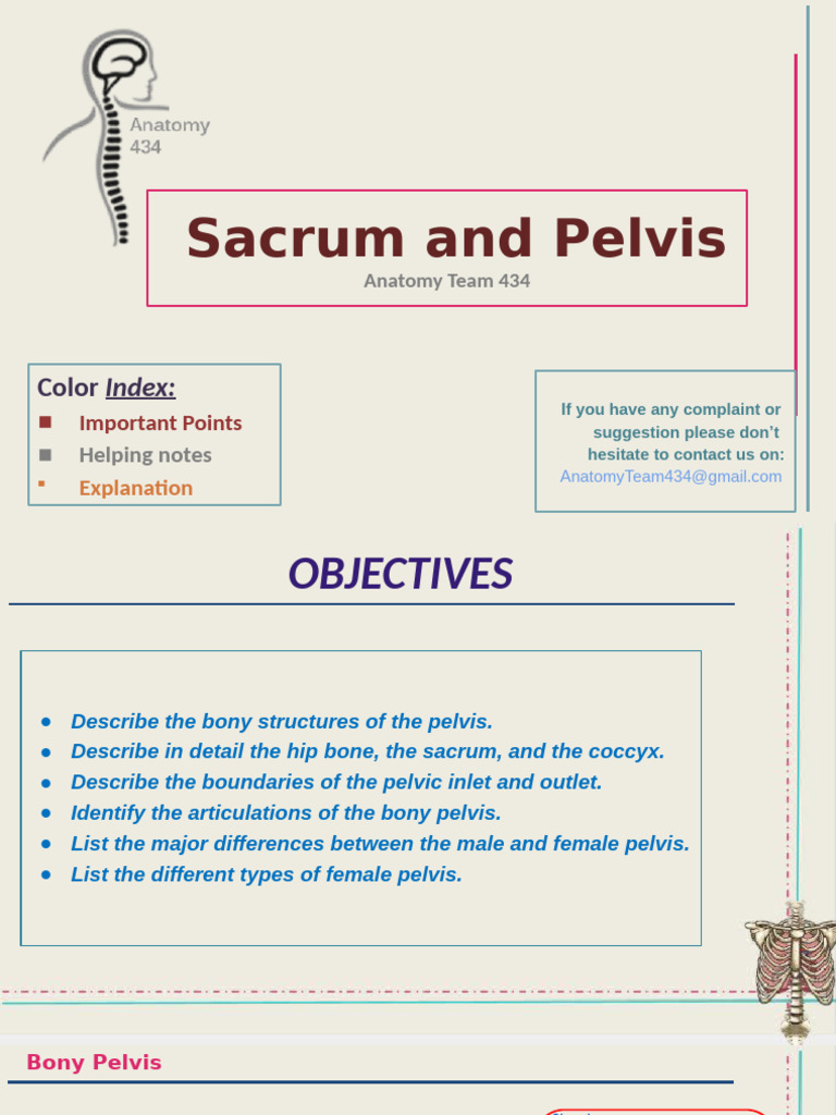 Anatomy of the Sacrum and Pelvis | PDF | Pelvis | Vertebra