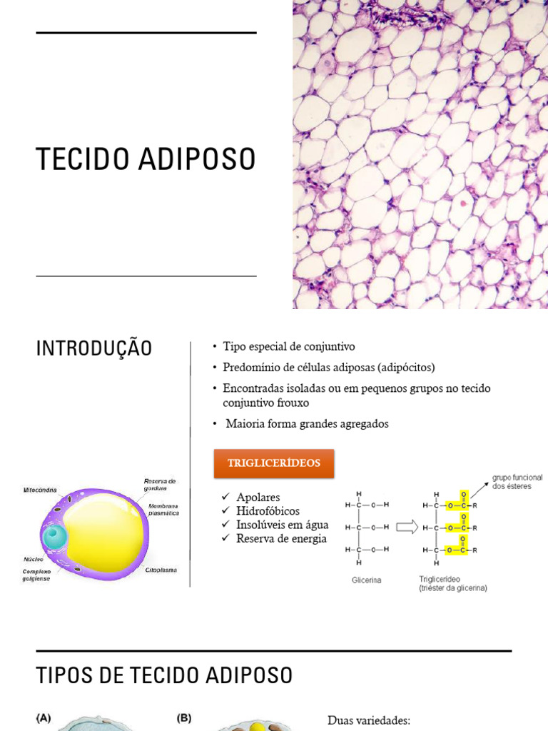 AULA 6. TECIDO ADIPOSO | PDF | Tecido adiposo | Biologia Celular