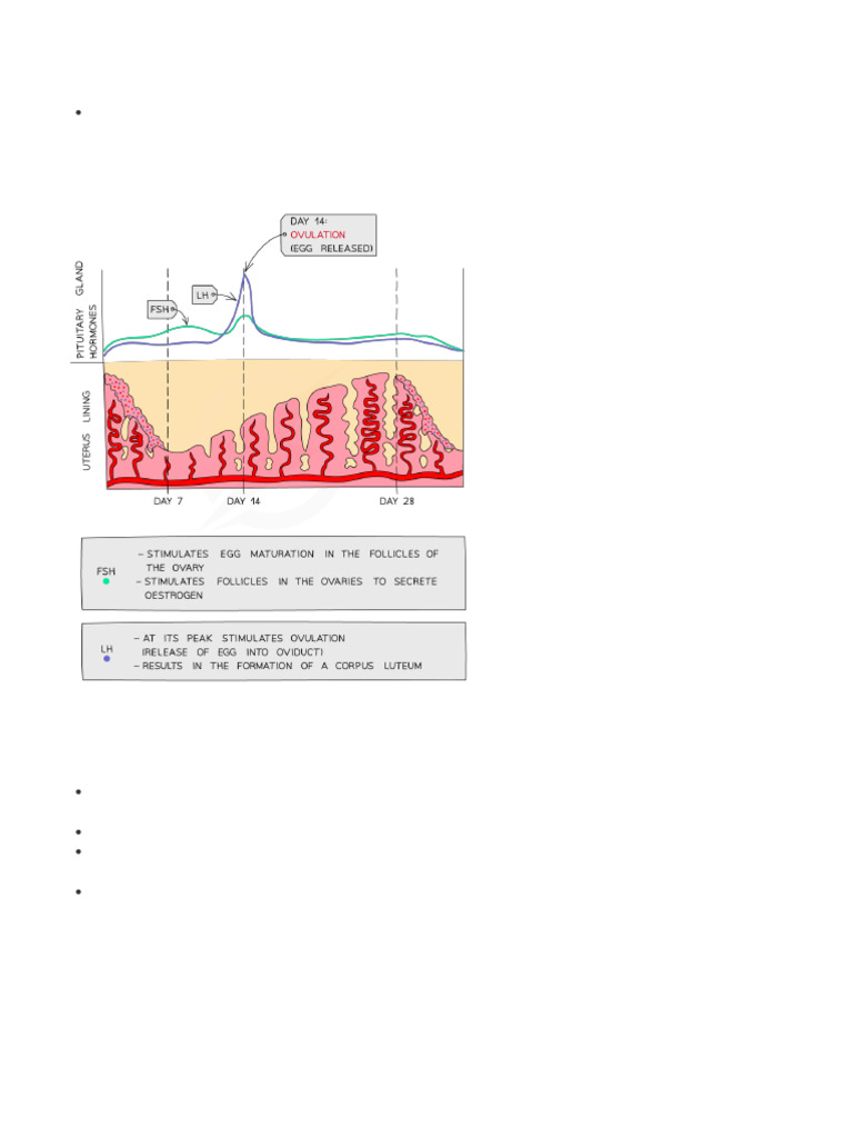 Menstrual Cycle Hormones Explained | PDF | Menstrual Cycle ...