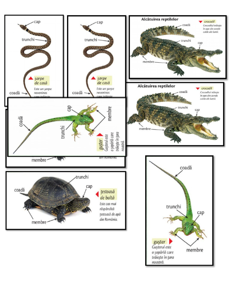 Reptile | PDF