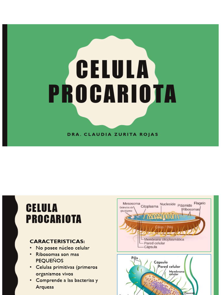 Características de Células Procariotas | PDF | Las bacterias | Biología ...