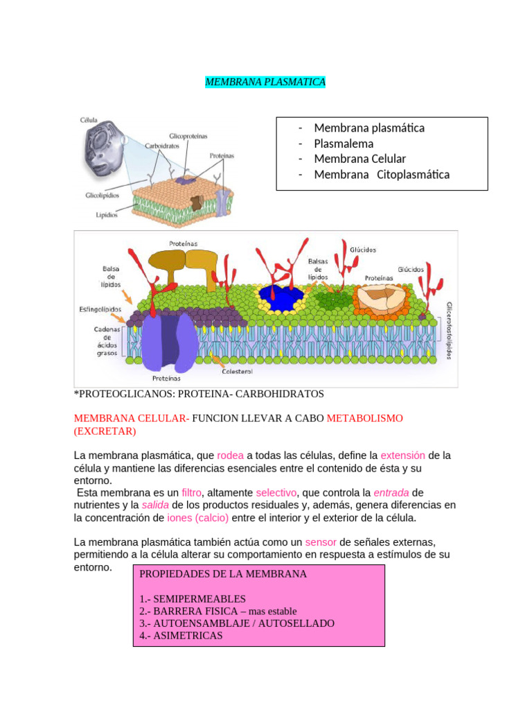 Estructura y Función de la Membrana Plasmática | PDF | Membrana celular ...