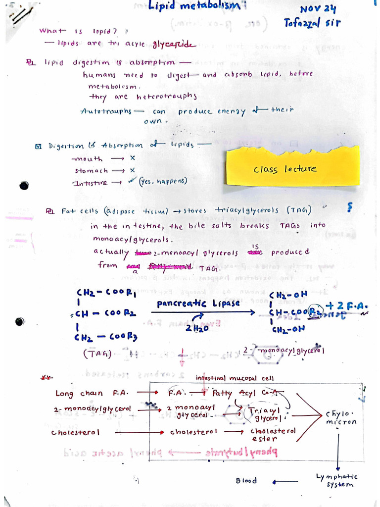 Lipid Metabolism - CL (L1S2) | PDF