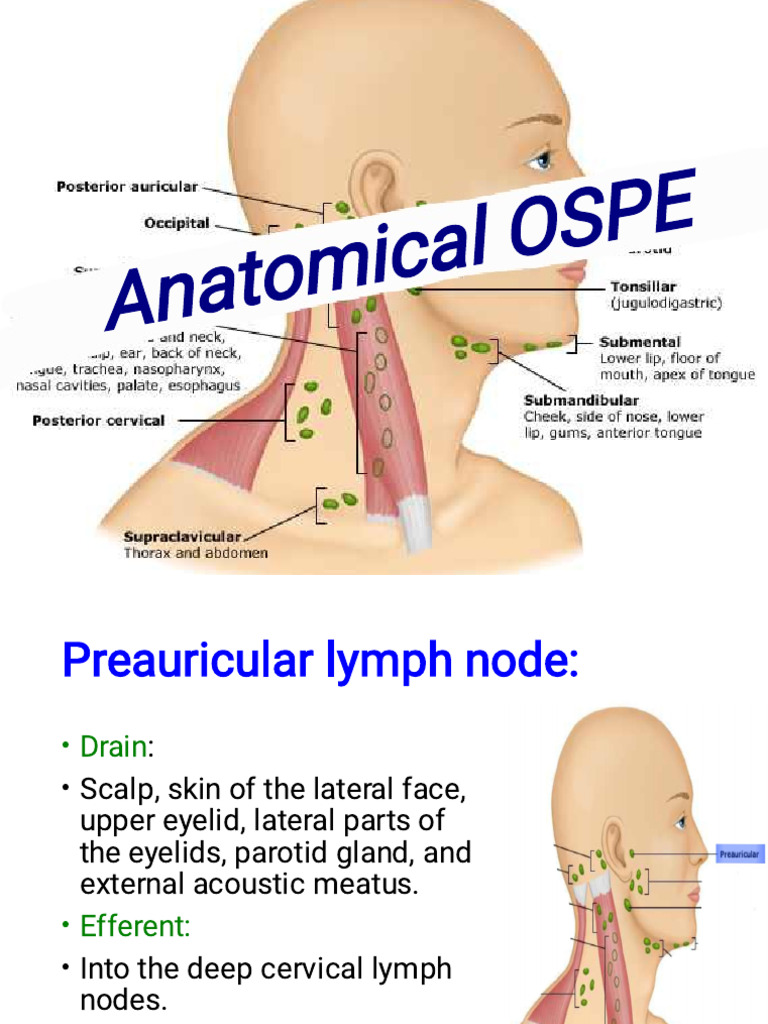 Lymph Node Anatomy and Drainage Overview | PDF | Common Carotid Artery ...