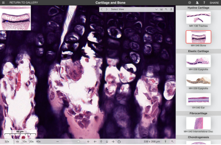 Histology Guide: Cartilage and Bone | PDF