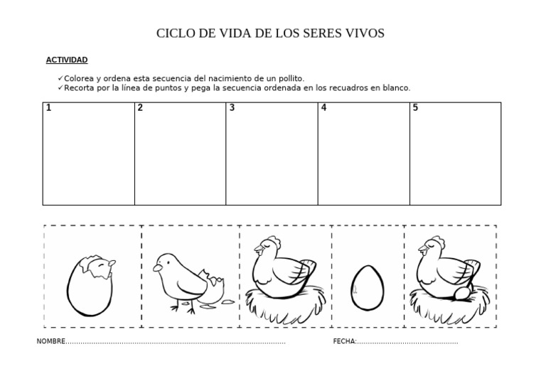 Animales Pollito 5 | PDF