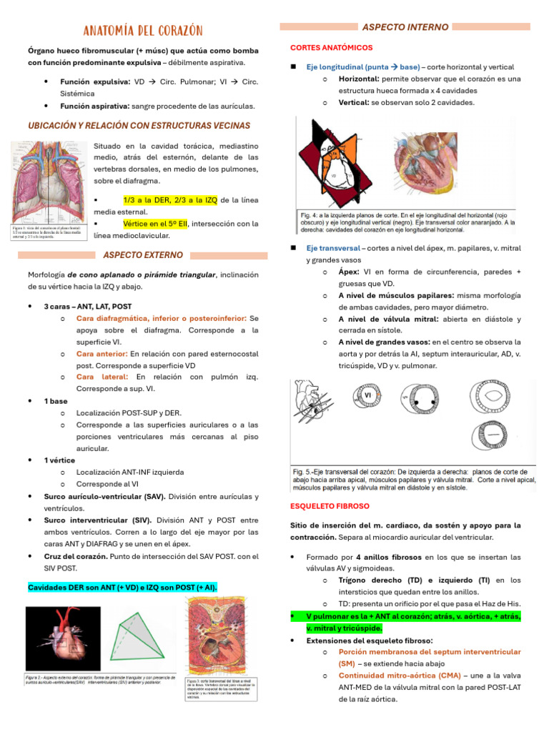 Anatomía Del Corazón Estructura Y Función Pdf Corazón Ventrículo