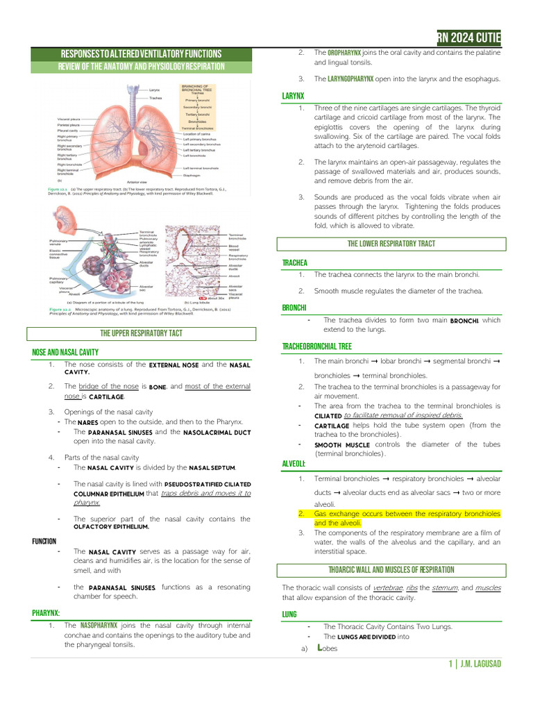 Anatomy and Physiology of Respiration | PDF | Lung | Respiratory System